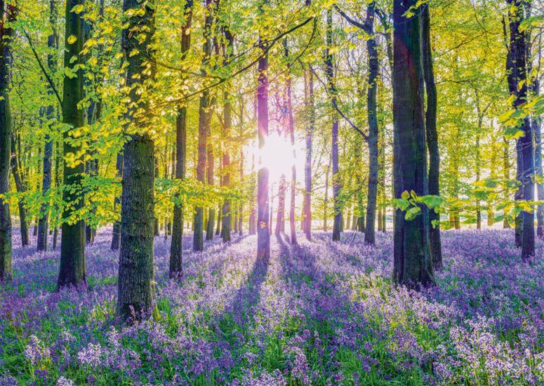 Produktbild Schmidt Spiele - Erwachsenenpuzzle - Zarte Glockenblumen im Wald, 1.000 Teile Puzzle 2 von 2